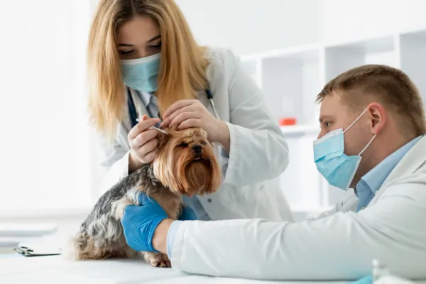 Allergy Treatment