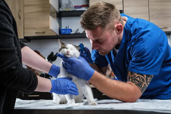 Ear Examination