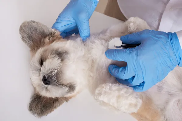 Neutering