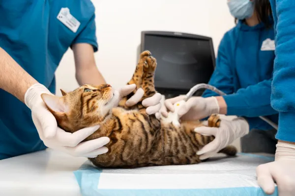 Paw Operation