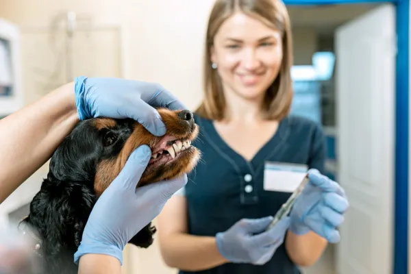 Teeth Cleaning
